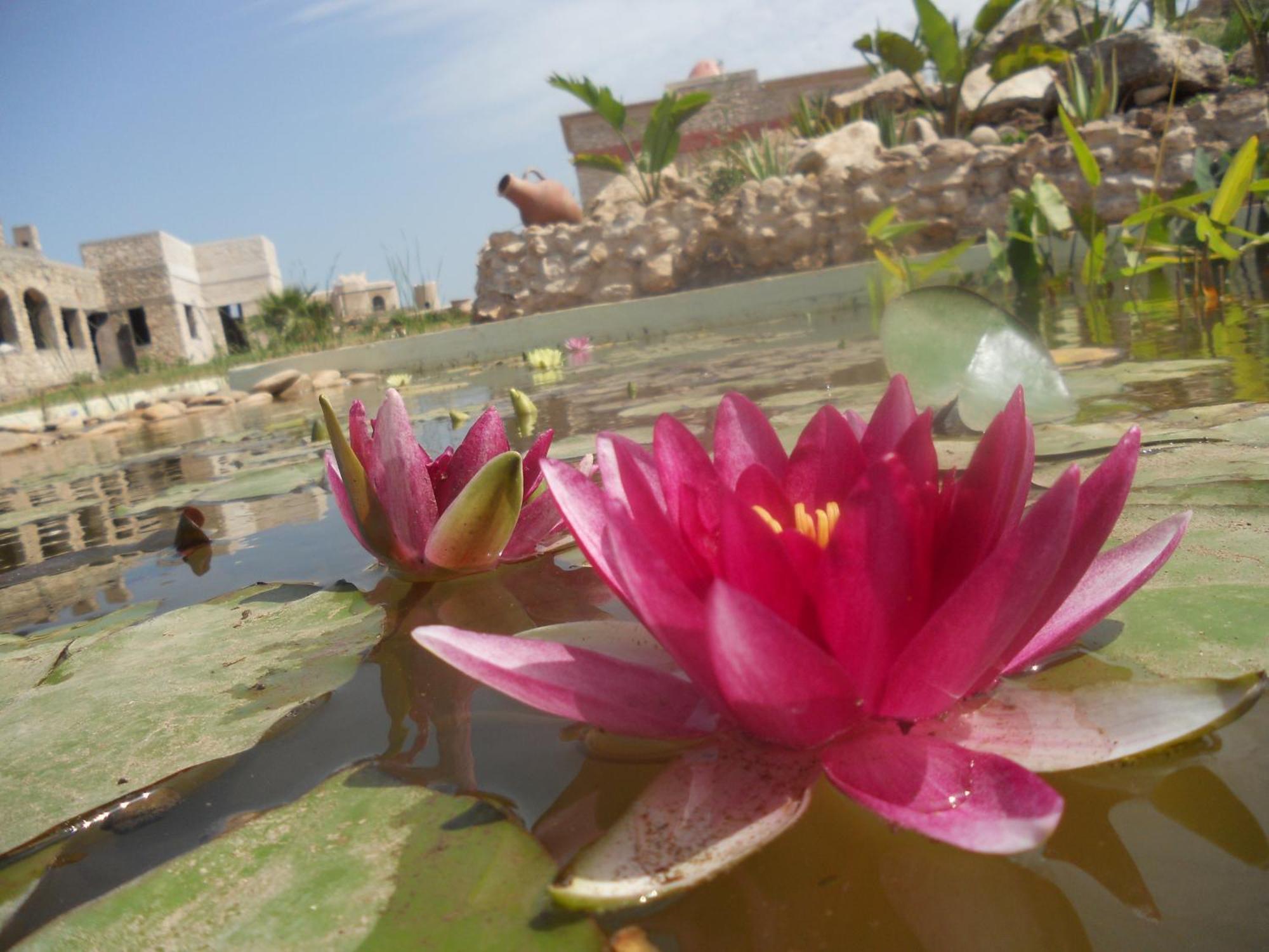 Bed and Breakfast Douar Noujoum Essaouira Exterior foto
